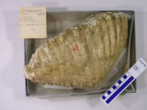 Mammuthus columbi?