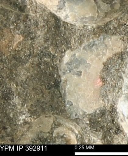 Scaphites sp.