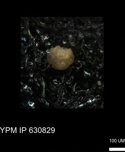 undet. Globigerinina