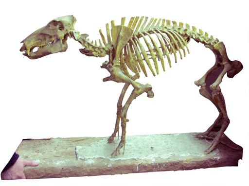 Platygonus compressus