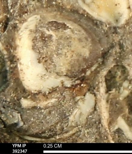 Protocardia subquadrata