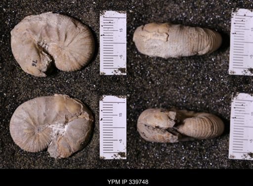 Scaphites whitfieldi