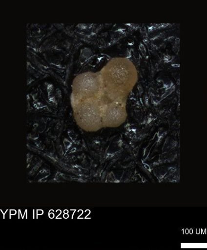 undet. Foraminiferida