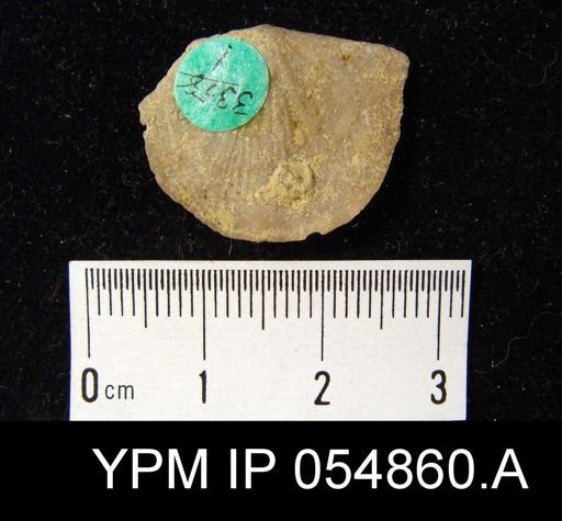 Strophonella reversa