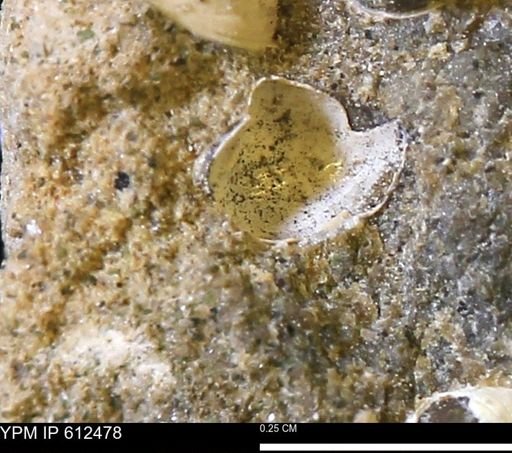 undet. Bivalvia
