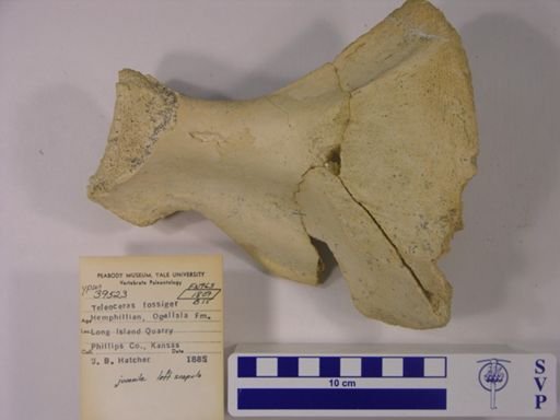 Teleoceras fossiger
