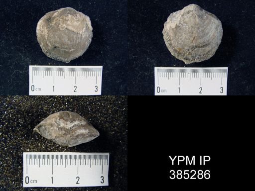 Atrypa sp.
