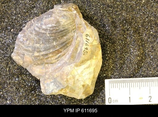 Inoceramus?