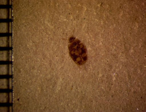 undet. Coleoptera