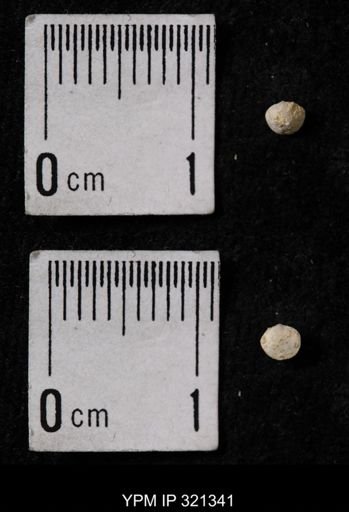 Ambocoelia umbonata