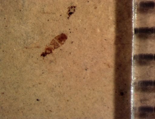 undet. Diptera