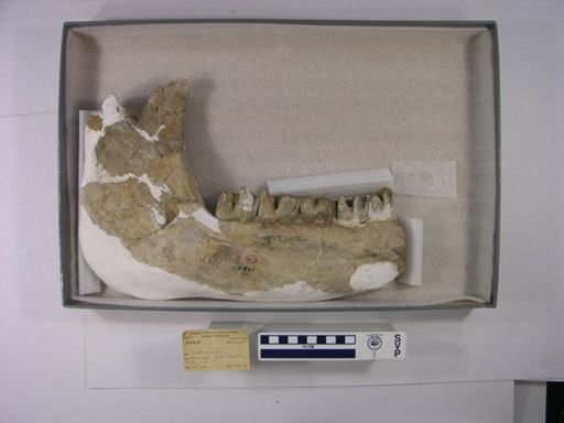 Rhinocerotidae
