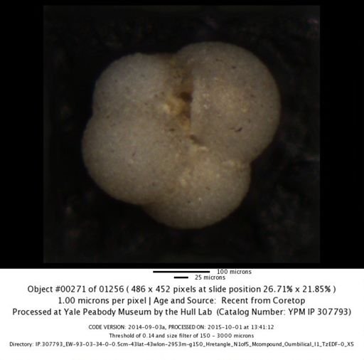 undet. Foraminiferida