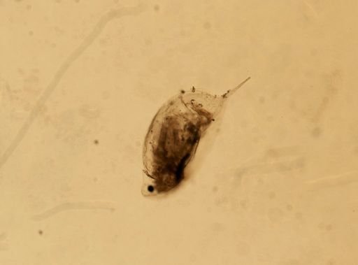 Daphnia pulex