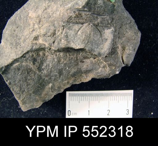 Mclearnites sp.