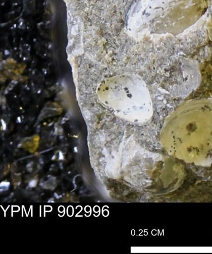undet. Bivalvia