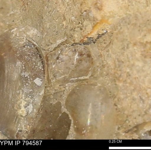 Protocardia subquadrata