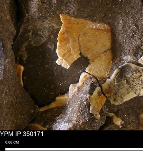 Limopsis striatopunctatus