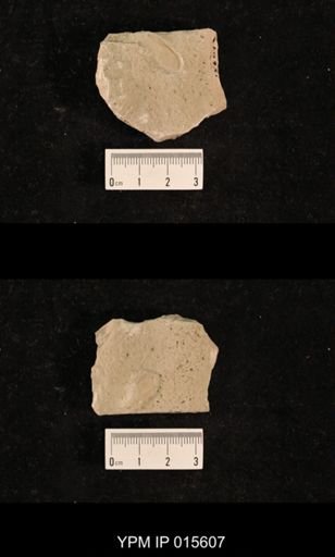 Chelopterum peregrinum