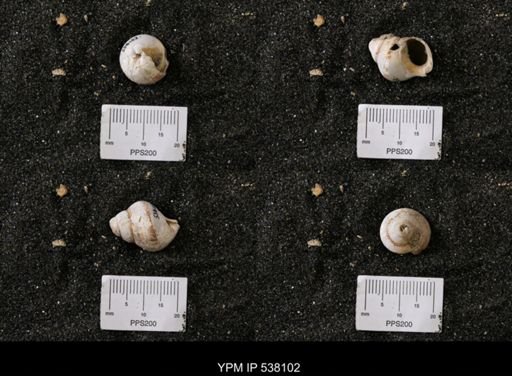 Campeloma nebrascensis