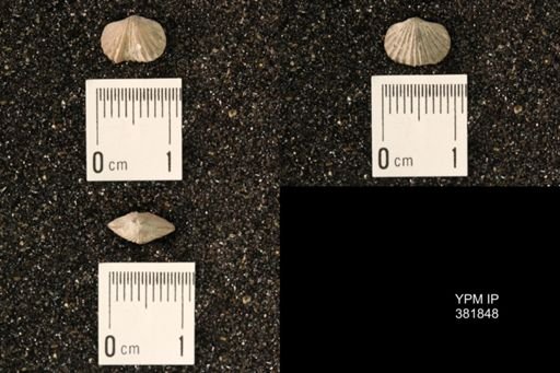 Platystrophia sp.