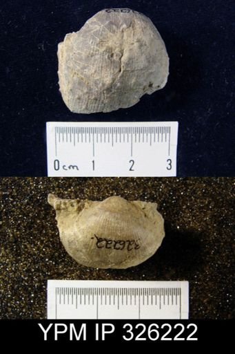 Productus cora
