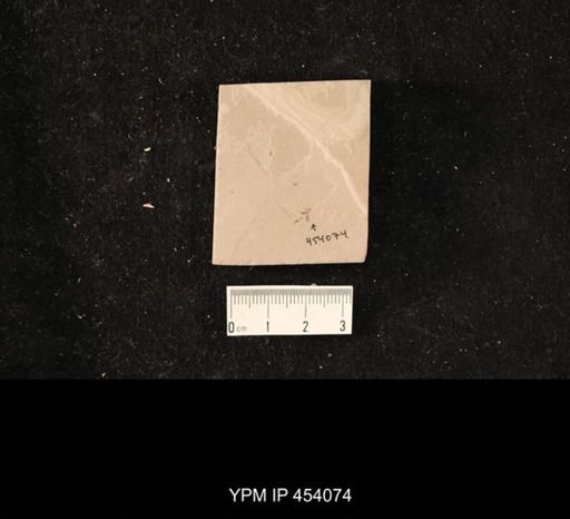 undet. Hymenoptera