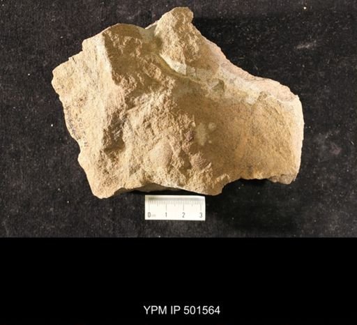 Astartella sp.