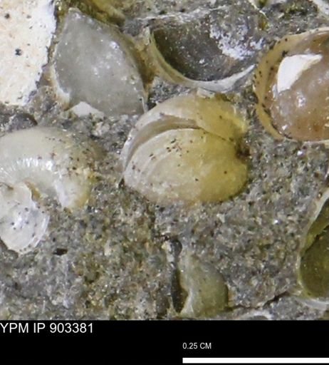 Corbulamella sp.