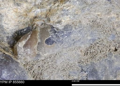 undet. Teredinidae