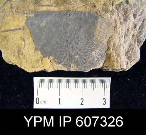 undet. Strophomenida