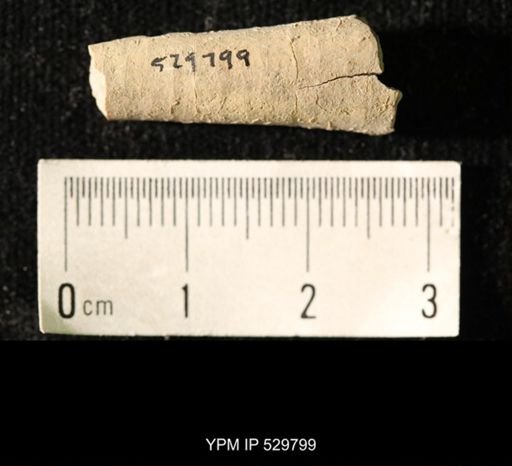 Pseudorthoceras knoxense