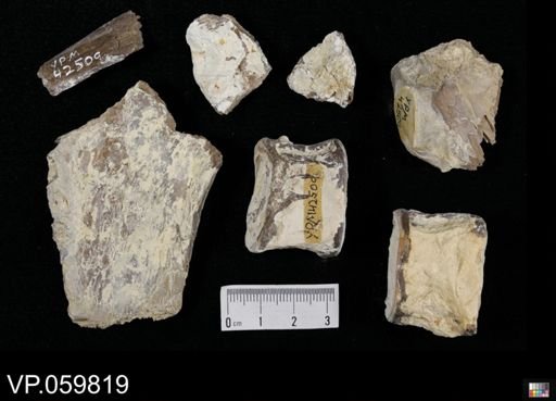 undet. Ichthyodectidae
