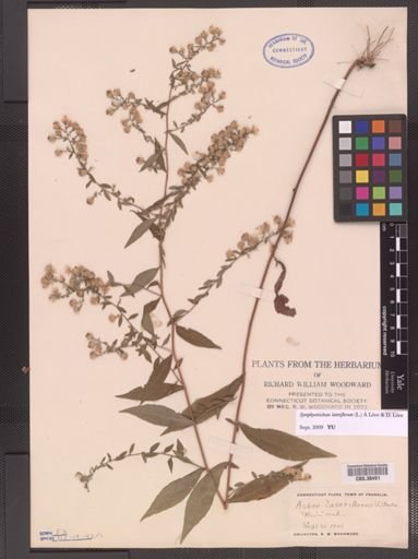Symphyotrichum lateriflorum