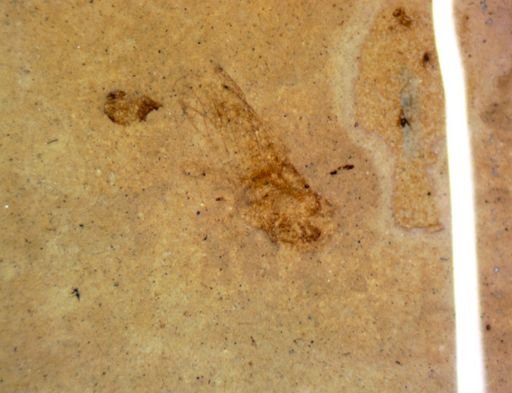 undet. Diptera