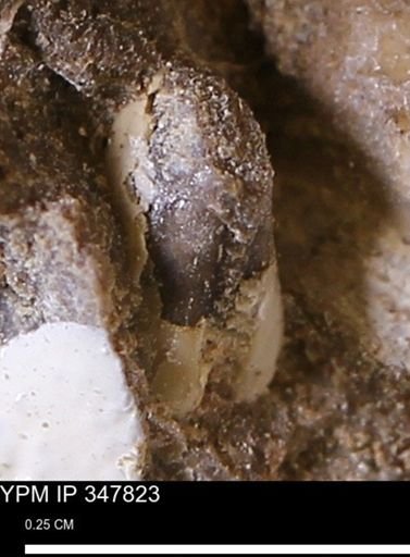 undet. Mollusca