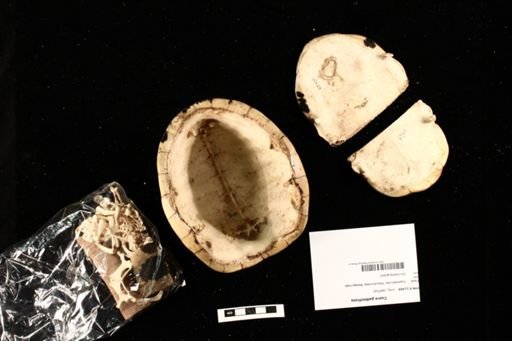Cuora galbinifrons