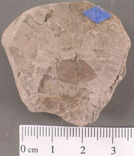 Leguminosites coronilloides