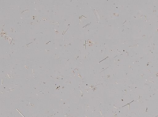 cf. Hymedesmia