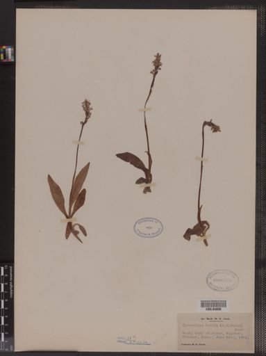 Spiranthes lucida