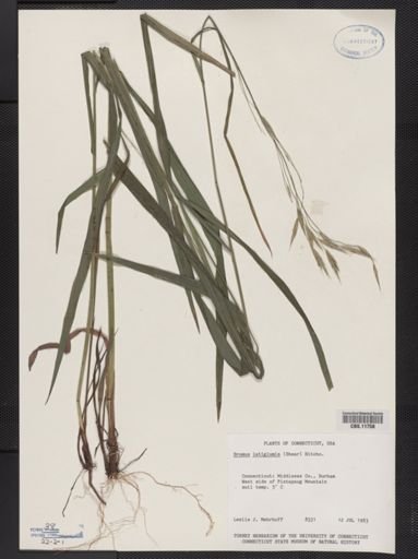Bromus latiglumis