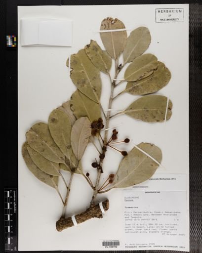 Plantae