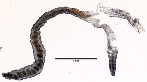 Peosidrilus coeloprostatus