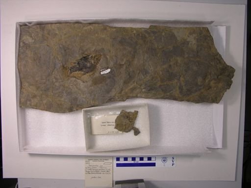 Semionotidae