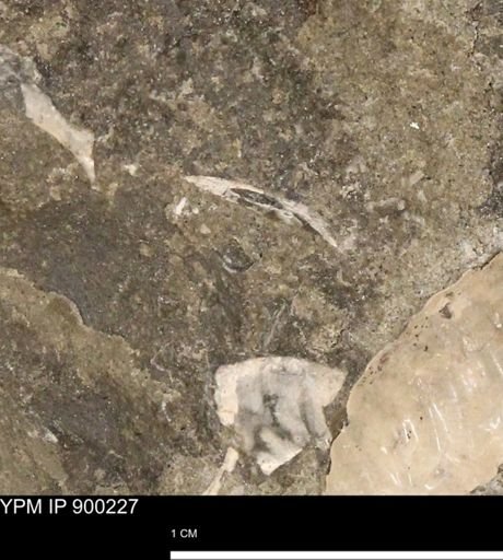 undet. Mollusca