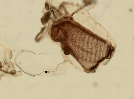 Ecteinascidia turbinata