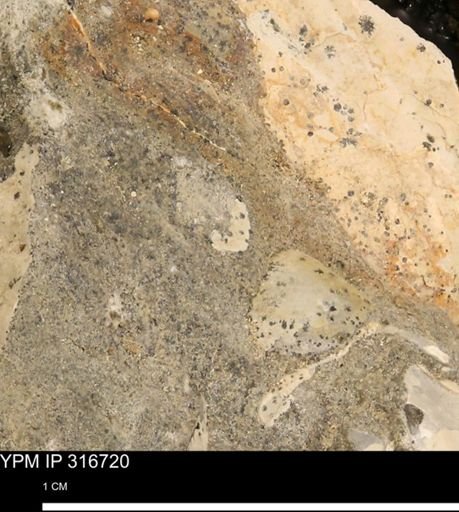 undet. Mollusca