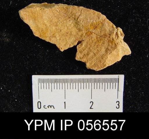 Leptostrophia beckii