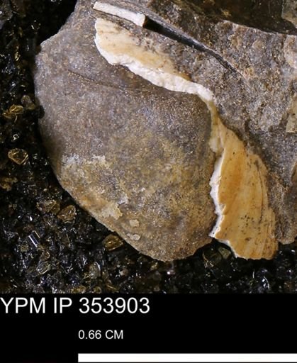 undet. Bivalvia