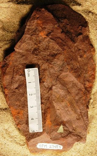 Podozamites sp.